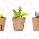 3-Month Succulent Subscription | $36 | Succulent Studios